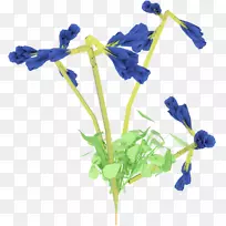 切花植物茎开花植物