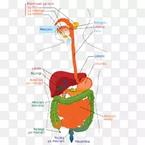 人体消化系统图胃肠道消化人体