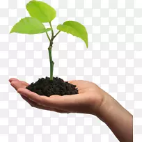 植物细胞苗树胶阿拉伯树豌豆