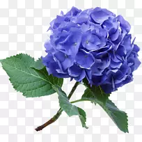 蓝玫瑰绣球花束花园玫瑰-花