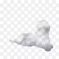 犬种鼻子白狗