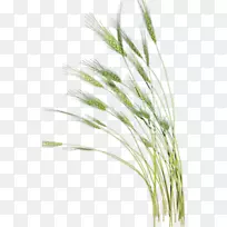 小曼小麦剪贴画-小麦植株