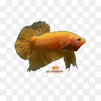 暹罗斗鱼金鱼红黄鱼