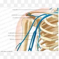 腋静脉锁骨下静脉人体解剖