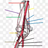 肱动脉人体解剖臂肌