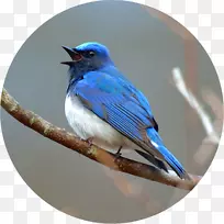 观鸟蓝鸦野鳥蓝白捕蝇器-蒂亚戈阿尔坎塔拉
