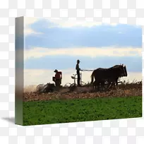 养牛场牧场牲畜摄影-阿米什