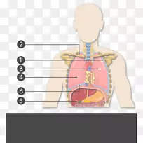 右肺胸膜腔斜裂解剖-展示自己