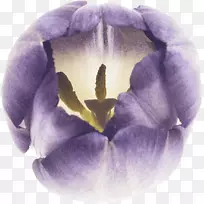 花瓣郁金香紫罗兰花郁金香