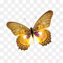 有刷子脚的蝴蝶尤利西斯蝴蝶蛾虫蝶