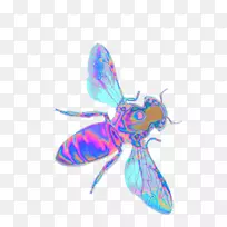 蝴蝶西蜂虫蜂巢-蝴蝶