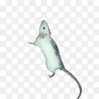 计算机鼠标动物尾-计算机鼠标