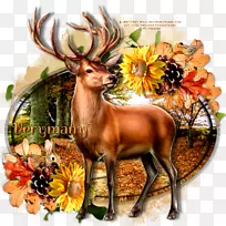 驯鹿动物群野生动物花卉驯鹿