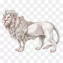 狮子大猫-狮子