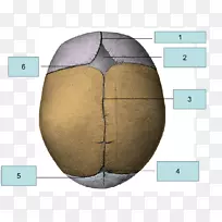 丰塔内尔人骨骼bregma有机体骨