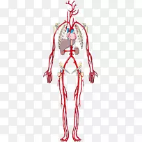 人体动脉静脉解剖夹艺术