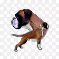 义和团谷斗牛犬培育小狗