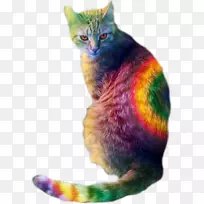 猫食狗彩虹小猫