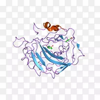 Coro1a细胞凋亡诱导的通道剪贴画蛋白动画