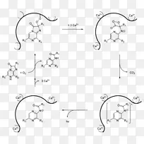 水母，红杉苷，维多利亚荧光素酶，生物发光