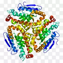 人类蛋白质基因-人的cdy 1染色质结构域高海拔适应