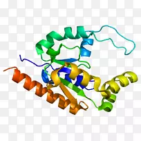 TATA结合蛋白TAF 9转录因子II