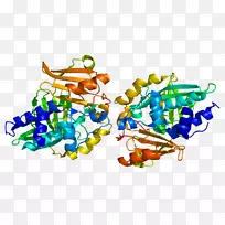 N-乙酰转移酶2-乙酰转移酶1酶-酶