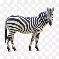 Burchell的斑马摄影，Fotolia-zebra