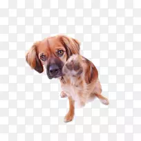骑士国王查尔斯猎犬饲养同伴狗运动团体-小狗
