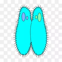 草履虫纤毛细胞生物学