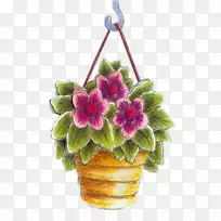 花盆紫草本植物紫罗兰