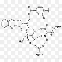 喜树碱结构喹啉生物碱化学结合