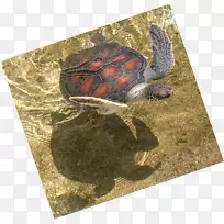 龟塘龟甲鱼海龟