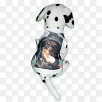 达尔马提亚犬罗威勒犬繁殖非体育团体时尚-罗威纳犬