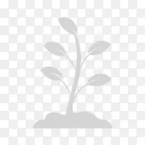 枝叶植物茎根园艺服务