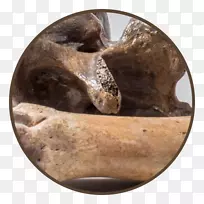 鲨鱼牙齿猛犸亚扪人化石