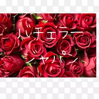 玫瑰桌面壁纸红花玫瑰