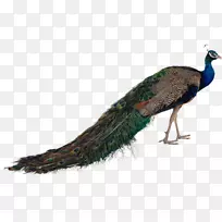 帕沃鸟羽毛亚洲孔雀-鸟