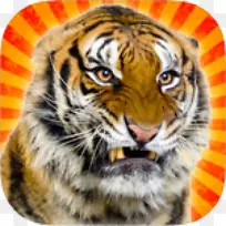 老虎大猫不是宠物！狮子胡须-老虎