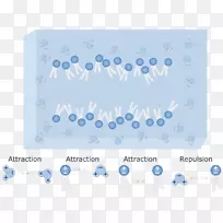 磷脂双层细胞膜亲水性疏水层