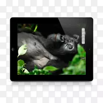 大猩猩摄影师摄影黑猩猩新闻-大猩猩