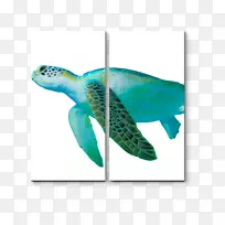 甲鱼海龟绿海龟-海龟