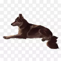 澳洲雪橇犬新几内亚歌唱犬品种马鹿狼-狼群
