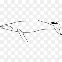 座头鲸，蓝鲸，头盖骨，三角鲸，-座头鲸