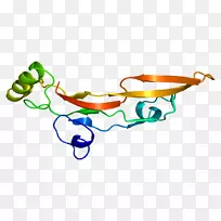 TGFβ2转化生长因子βTGFβ1细胞因子