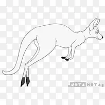 狐狸袋鼠线画-狐狸