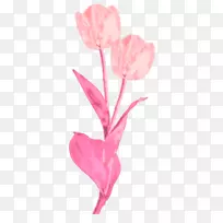 郁金香切花玫瑰科花瓣植物茎-水印花