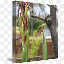 植物茎草科-蜻蜓艺术