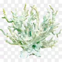 珊瑚下载剪辑艺术-海洋珊瑚