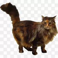 暹罗猫缅因州茧猫巴厘岛猫土耳其安哥拉猫